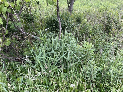 Reed canary grass (Phalaris arundinacea)