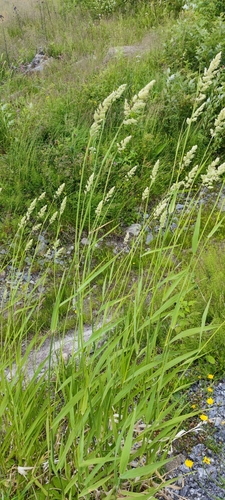 Reed canary grass (Phalaris arundinacea)