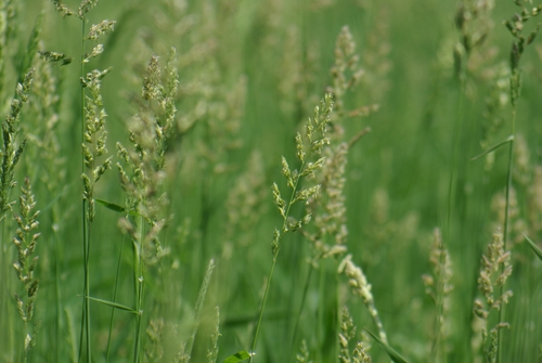 Reed canary grass (Phalaris arundinacea)