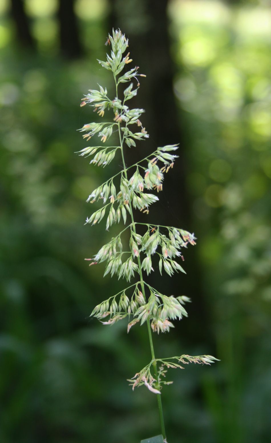 Reed canary grass: Rohr-Glanzgras ( Phalaris arundinacea ), Süßgräser (Poaceae) - Österreich/Austria/Autriche: Oberösterreich, Hausruckviertel, Niederholzham N Schwanenstadt