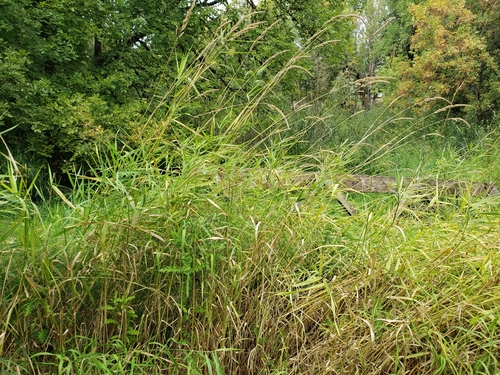 Reed canary grass (Phalaris arundinacea)