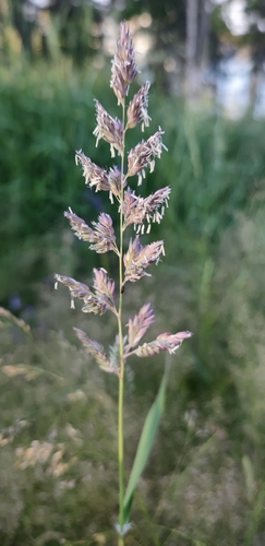 Reed canary grass (Phalaris arundinacea)