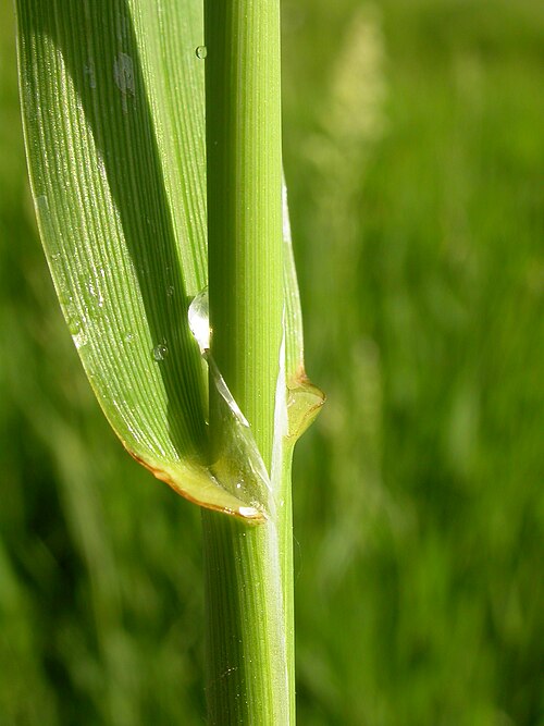 Reed canary grass: The ligule is usually well over several mm long and conspicous from most angles.
