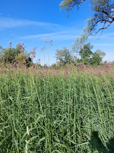 Reed canary grass (Phalaris arundinacea)