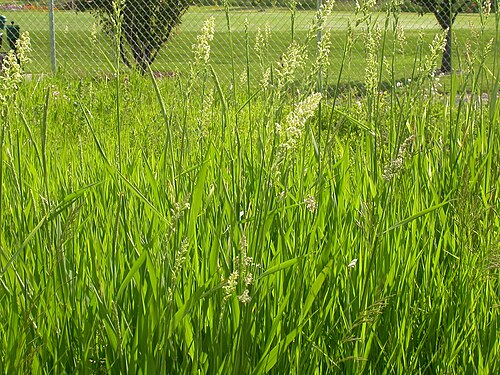 Reed canary grass: Phalaris is a competive colonizer of wet sites and has been observed to replace other wet site grasses such as Glyceria grandis. Lewis and Clark made a collecti