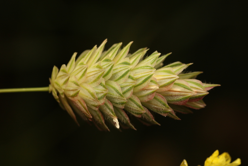 Shortspike canarygrass (Phalaris brachystachys)