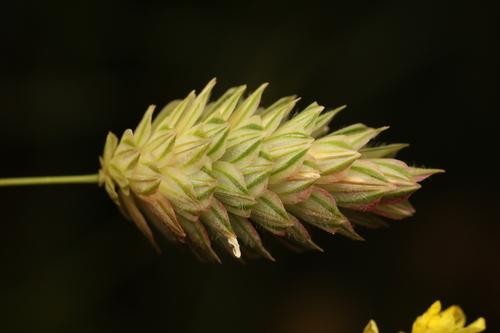 Shortspike canarygrass (Phalaris brachystachys)