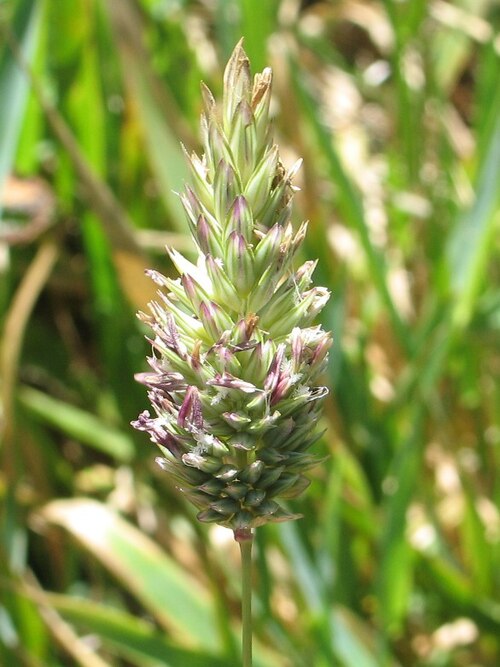 California canarygrass: Phalaris californica at Point Reyes National Seashore (Marin County, California, US). "Photos copyrighted as, "Robert Steers/NPS," are public domain and can be 