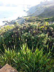 California canarygrass (Phalaris californica)