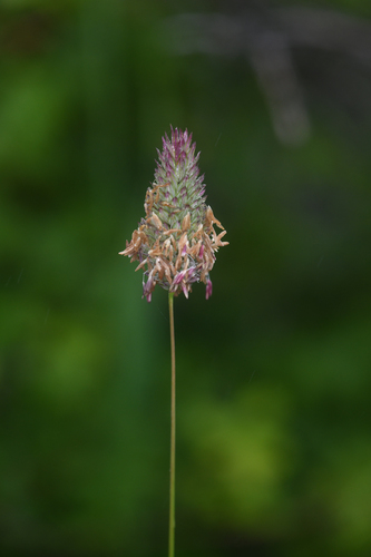 California canarygrass (Phalaris californica)