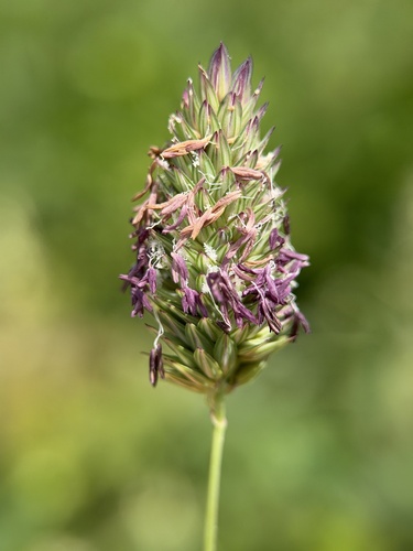 California canarygrass (Phalaris californica)