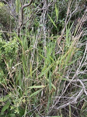 California canarygrass (Phalaris californica)