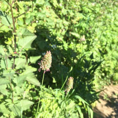 California canarygrass (Phalaris californica)