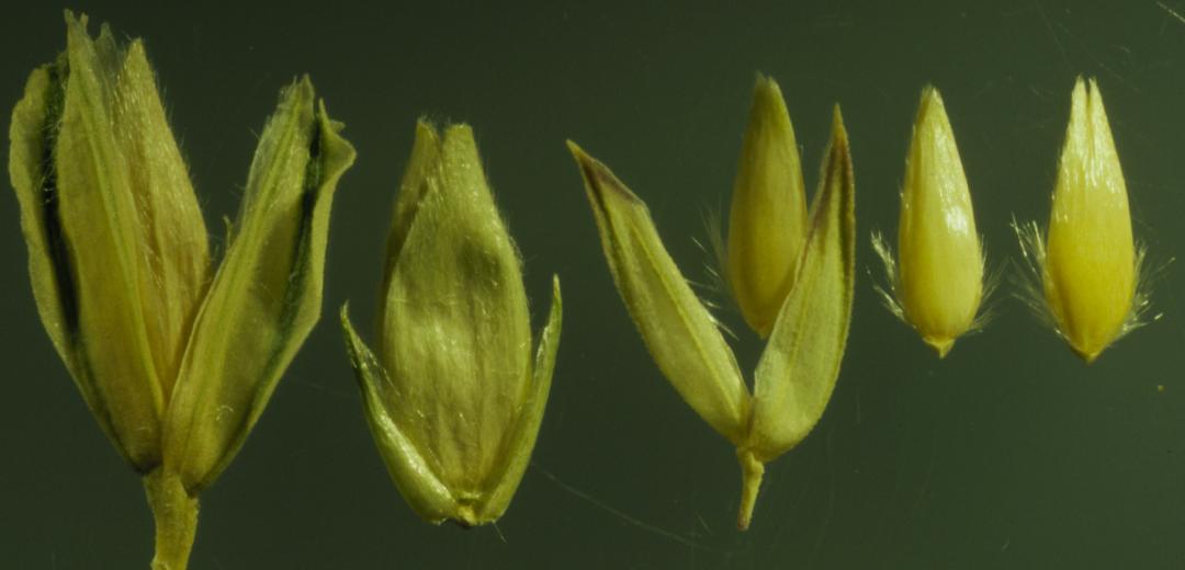 Annual canarygrass: The glumes and florets of Phalaris arundinacea (right half of photo) differ from those of Phalaris canariensis (left half of photo) by being smaller and in havi