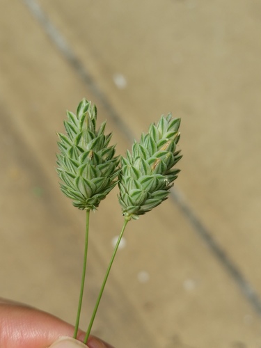 Annual canarygrass (Phalaris canariensis)
