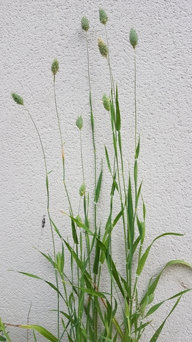 Annual canarygrass (Phalaris canariensis)