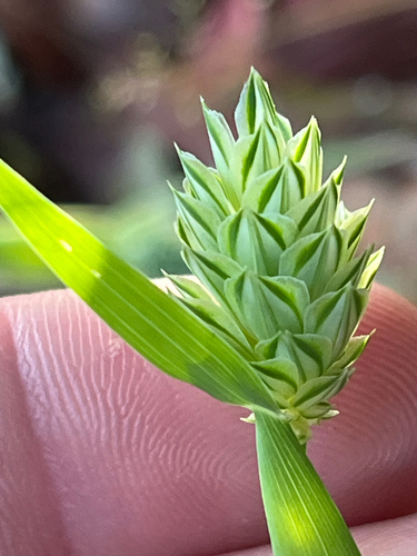 Annual canarygrass (Phalaris canariensis)