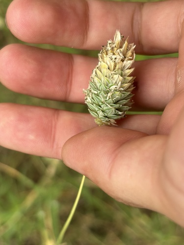 Annual canarygrass (Phalaris canariensis)