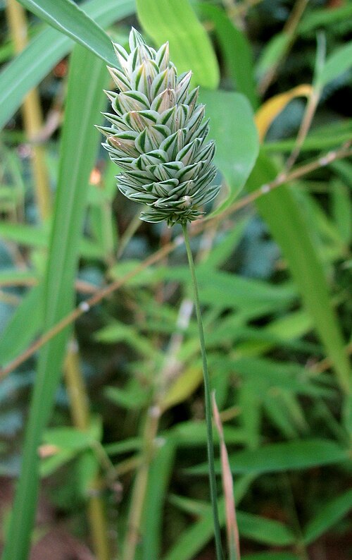 Annual canarygrass: Kanariengras, Spitzsaat, Glanz oder Echtes Glanzgras (Phalaris canariensis) Foto: 29.08.2012