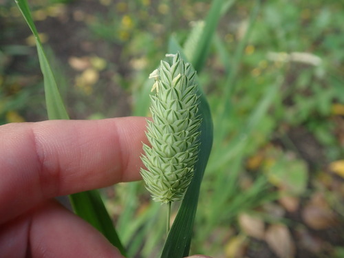 Annual canarygrass (Phalaris canariensis)
