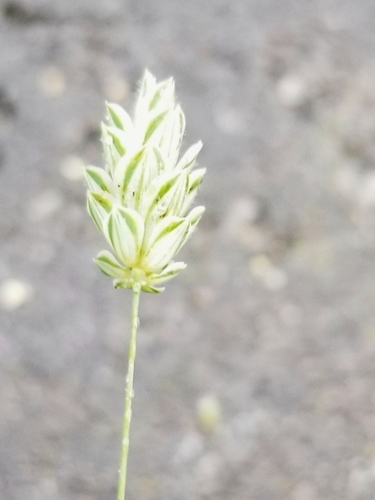 Annual canarygrass (Phalaris canariensis)