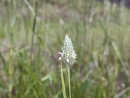 Annual canarygrass (Phalaris canariensis)