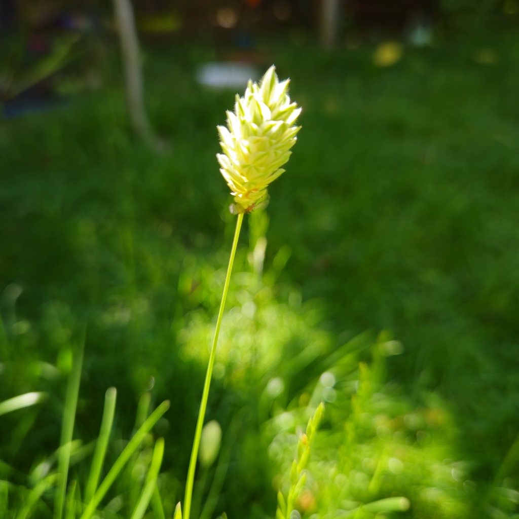 Annual canarygrass (Phalaris canariensis)