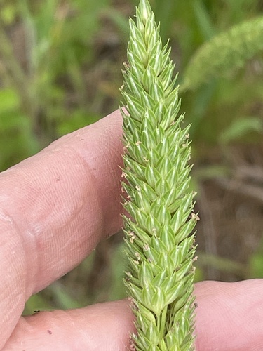 Carolina canarygrass (Phalaris caroliniana)