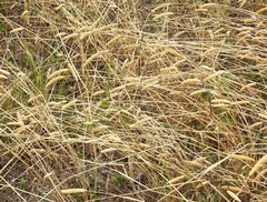 Carolina canarygrass (Phalaris caroliniana)