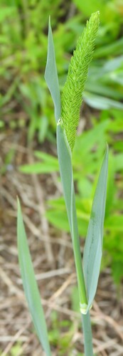 Carolina canarygrass (Phalaris caroliniana)