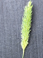 Carolina canarygrass (Phalaris caroliniana)