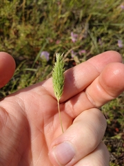 Carolina canarygrass (Phalaris caroliniana)