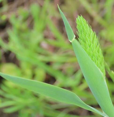 Carolina canarygrass (Phalaris caroliniana)