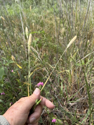 Carolina canarygrass (Phalaris caroliniana)