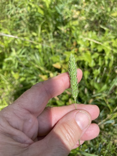 Carolina canarygrass (Phalaris caroliniana)