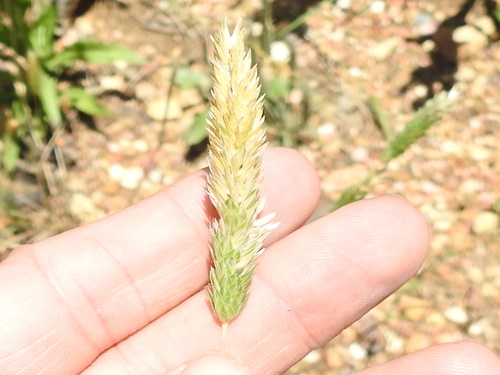 Carolina canarygrass (Phalaris caroliniana)