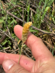 Carolina canarygrass (Phalaris caroliniana)