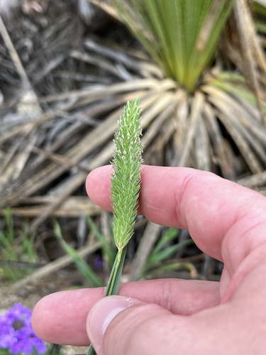 Carolina canarygrass (Phalaris caroliniana)