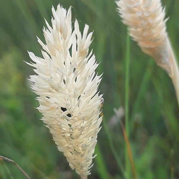 Sunolgrass (Phalaris coerulescens)