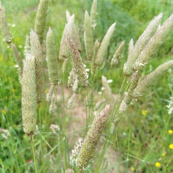 Sunolgrass (Phalaris coerulescens)
