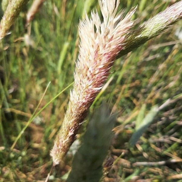 Sunolgrass (Phalaris coerulescens)
