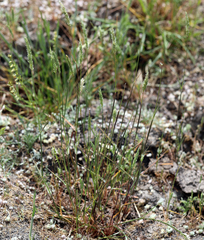 Lemmon's canarygrass (Phalaris lemmonii)