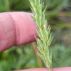 Lemmon's canarygrass (Phalaris lemmonii)