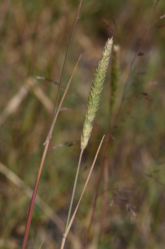 Lemmon's canarygrass (Phalaris lemmonii)