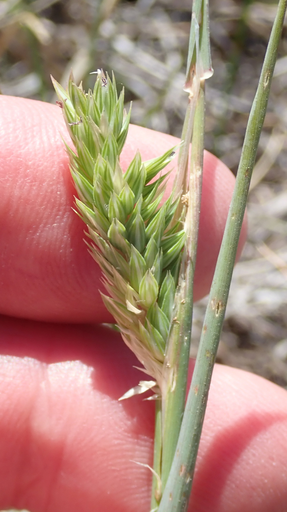 Lemmon's canarygrass (Phalaris lemmonii)