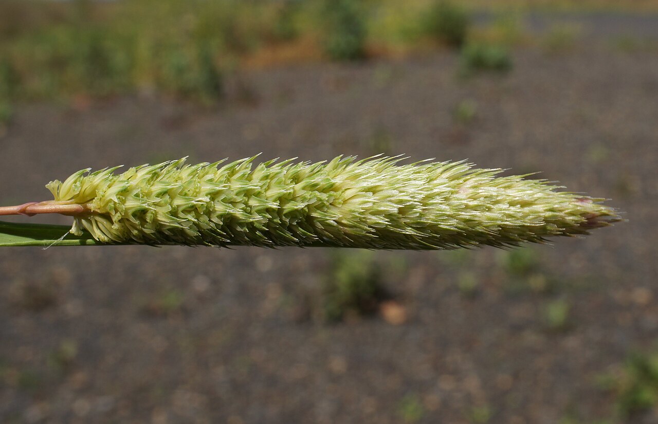 Hood canarygrass: Flowerheads are dense panicles 2-9 cm long; usually partly enclosed in the leaf sheath.