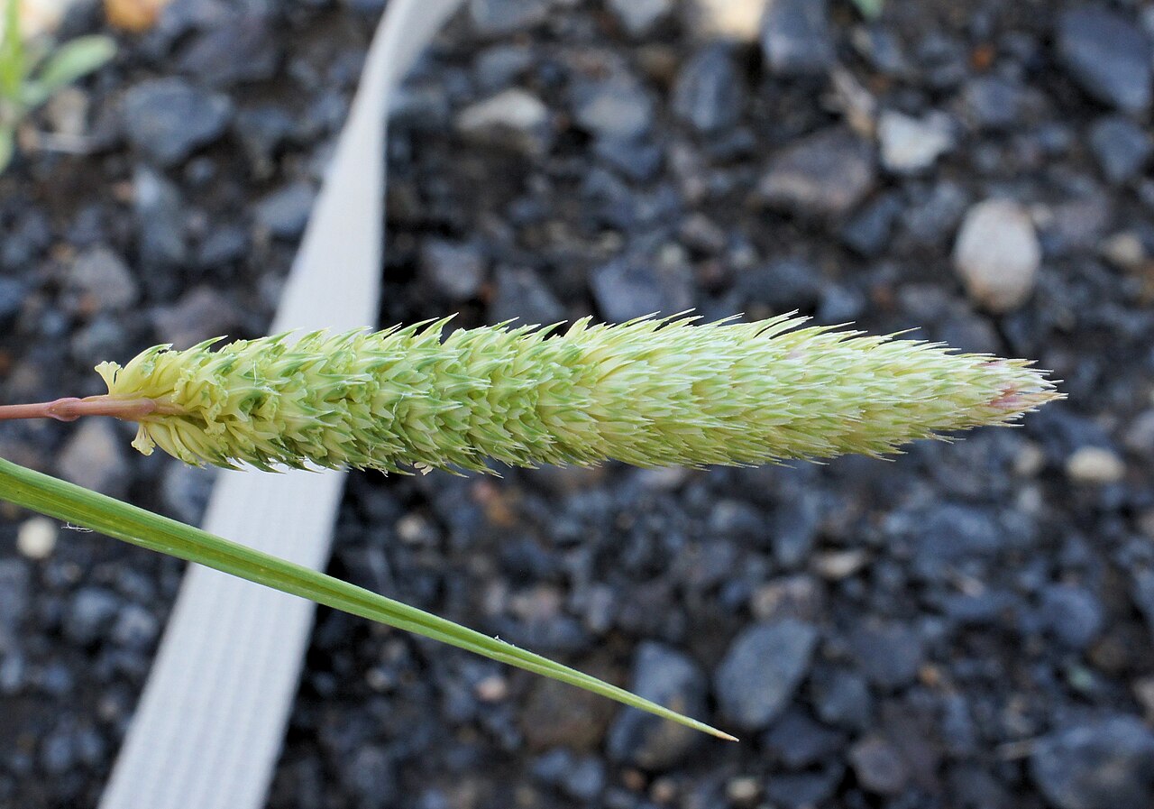 Hood canarygrass: Flowerheads are dense panicles 2-9 cm long; usually partly enclosed in the leaf sheath.