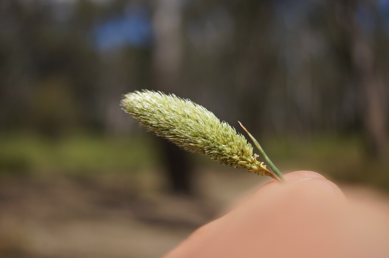 Hood canarygrass: Flowerheads are dense panicles 2-9 cm long and partly enclosed in the sheath. Spikelets are arranged in groups of 7, usually with 6 sterile spikelets clustered