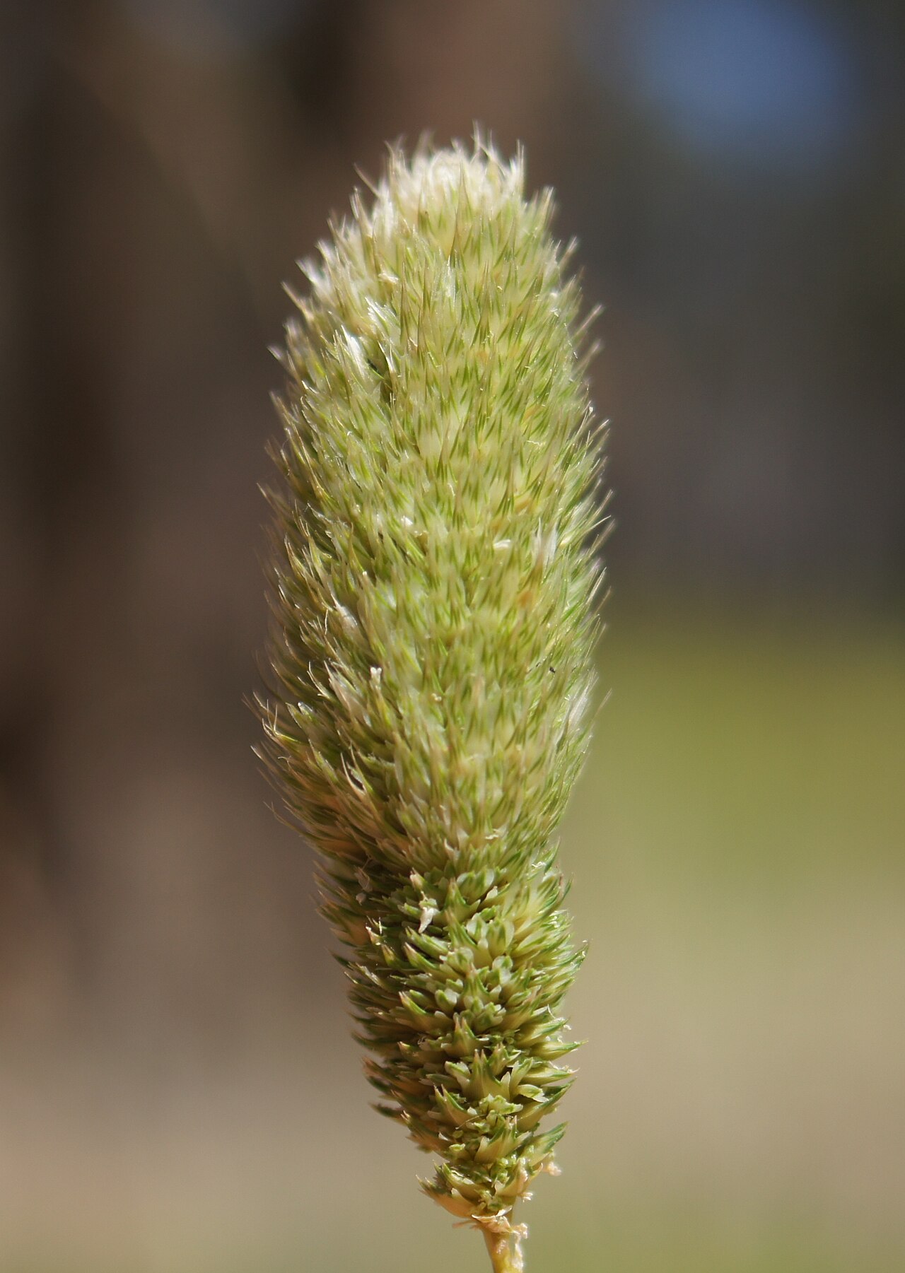 Hood canarygrass: Flowerheads are dense panicles 2-9 cm long and partly enclosed in the sheath. Spikelets are arranged in groups of 7, usually with 6 sterile spikelets clustered