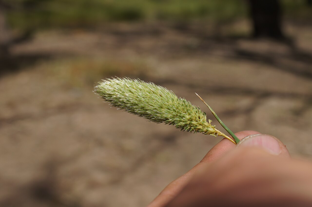 Hood canarygrass: Flowerheads are dense panicles 2-9 cm long and partly enclosed in the sheath. Spikelets are arranged in groups of 7, usually with 6 sterile spikelets clustered